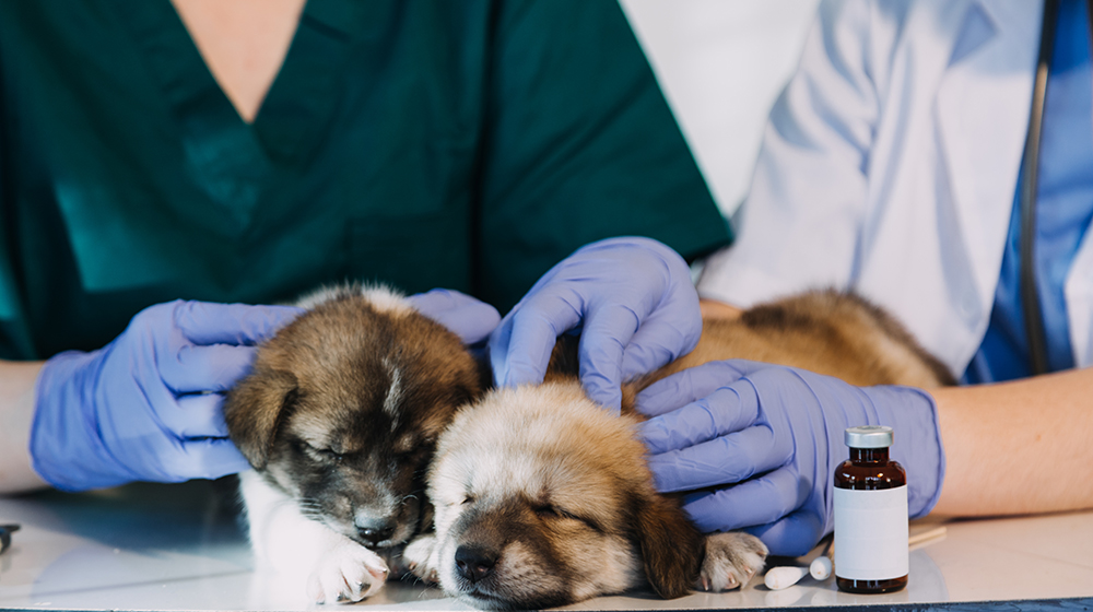 Point-Walter-Pharmacy-Service